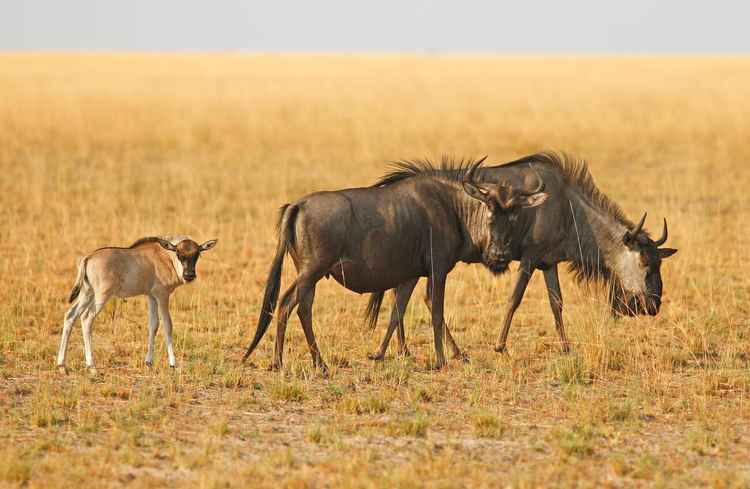 Many female wildebeest give birth during the migration and the young calves have to adapt quickly (Image by Martina Katz)