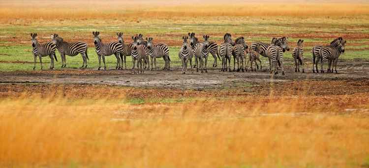 Wildebeest migrate along side zebra, tsessebe and other animals (Image by Martina Katz)