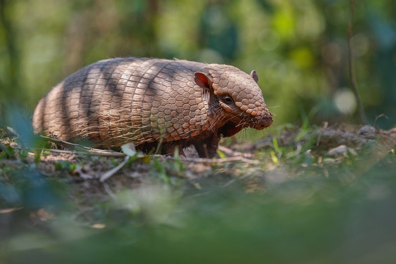 Pangolins in Zambia: Why Possession Can Land You in Prison