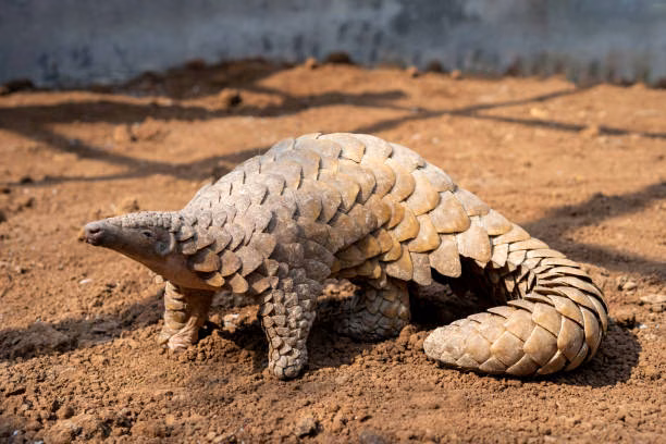 A pangolin's distinctive scales protect it in the wild, but have also made the animal a target for illegal wildlife traffickers.