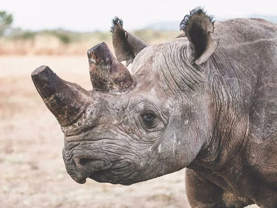 A Beacon of Conservation: How Far Conservation in Zambia Has Come