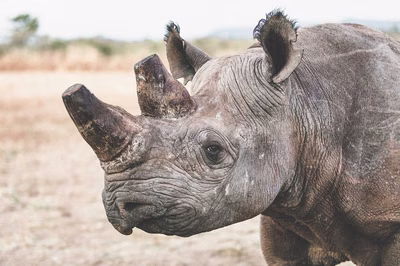 A Beacon of Conservation: How Far Conservation in Zambia Has Come