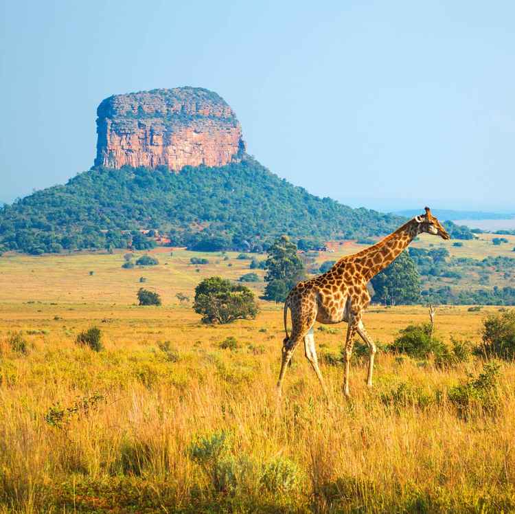 Entabeni Safari Reserve in South Africa (Image by Sébastien Lecocq)