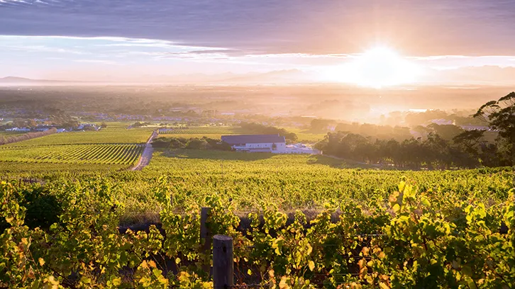 Steenberg Wine Estate View at Sunrise. (Image courtesy of Steenberg Wine Estate).