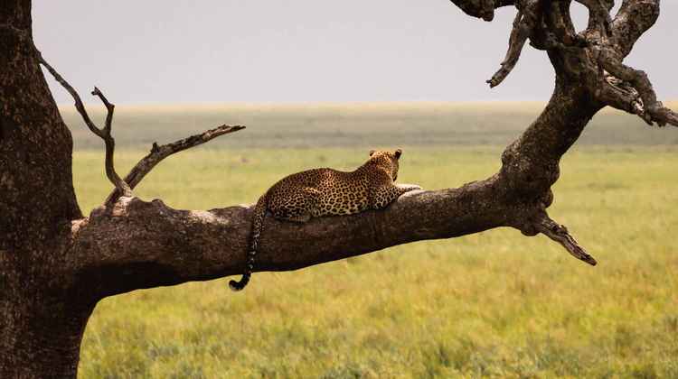 A leopard in Serengeti National Park surveys the land from the treetops (Image by Stefan Wille)