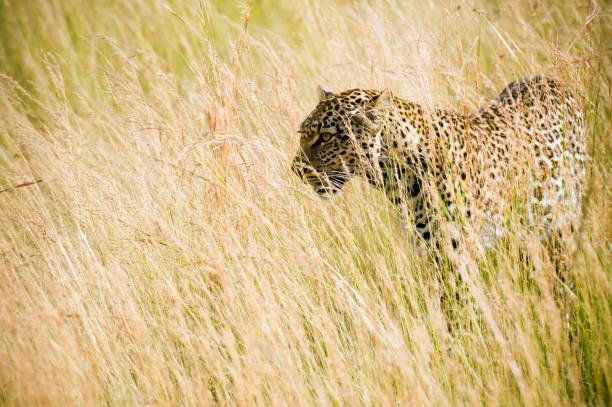 The Zambian Safari Murders