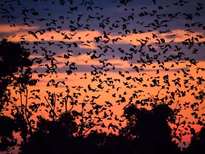 Nature’s Grandest Spectacle: The Kasanka Bat Migration