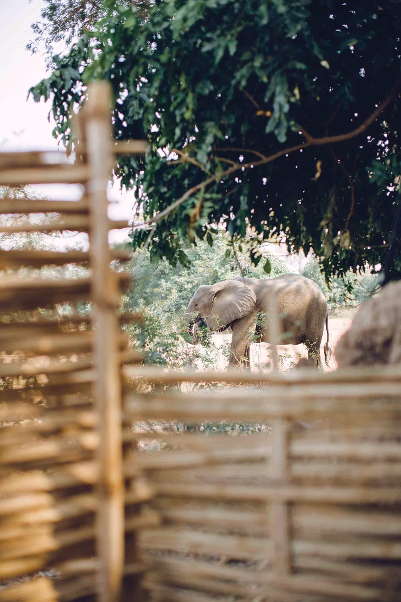 An Insider’s Guide to Lower Zambezi National Park