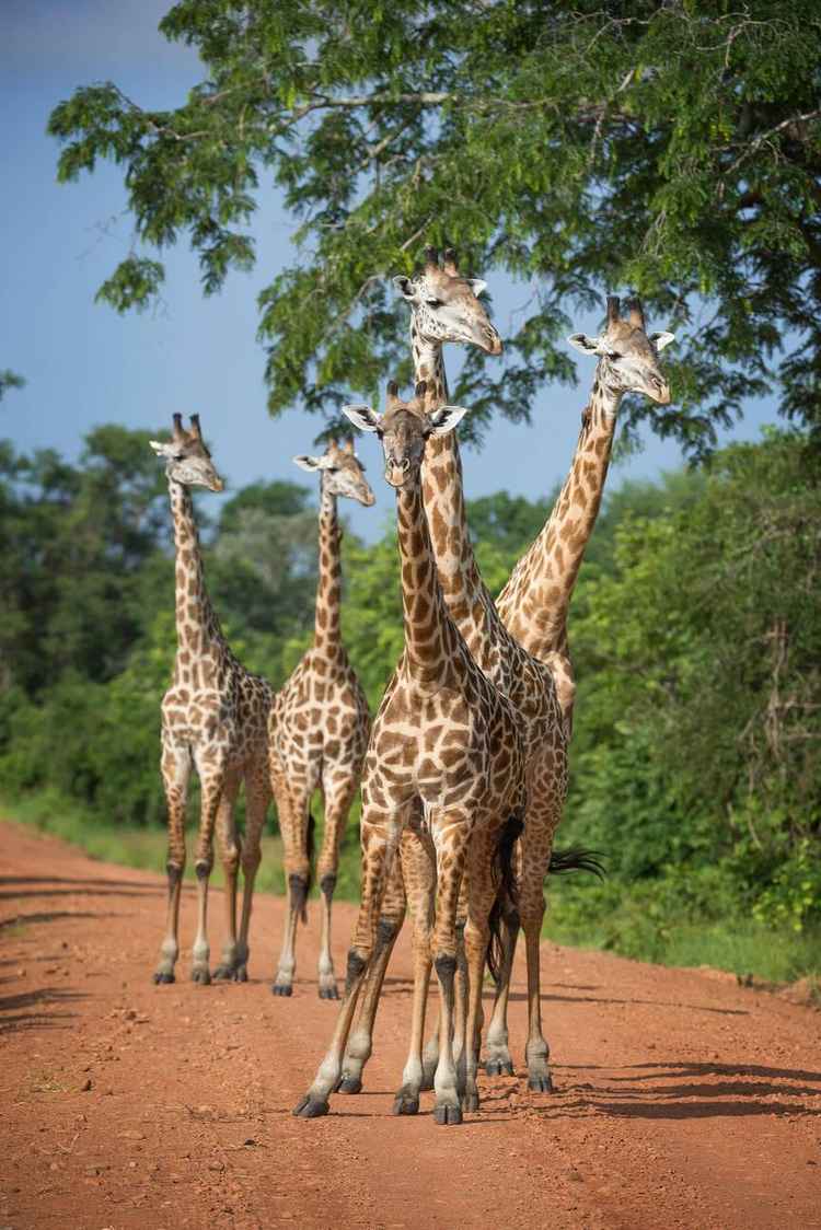 Thornicroft&#x27;s giraffe in South Luangwa (Robert Harding)