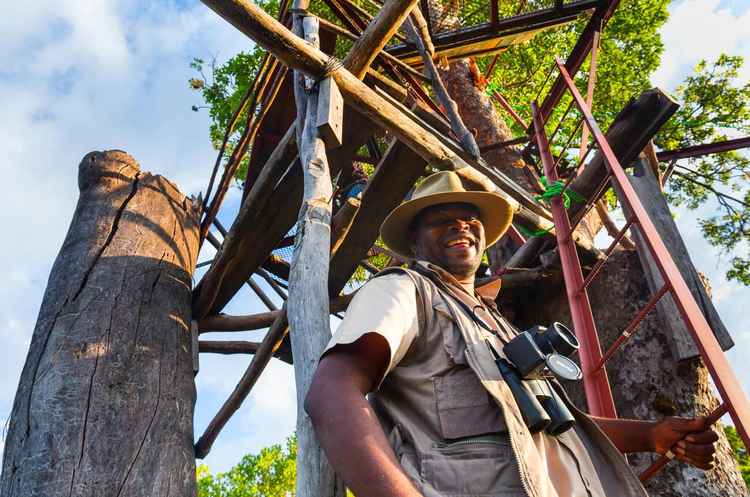 A Kasanka guide climbs a tree hide, aka viewing tower (Image by Juan Carlos Munoz)