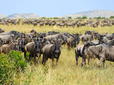 How to Plan Your Dream Safari
