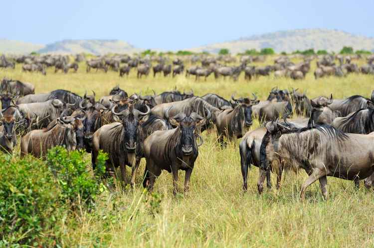 Maasai Mara National Park (Image by Volodymyr Burdiak)