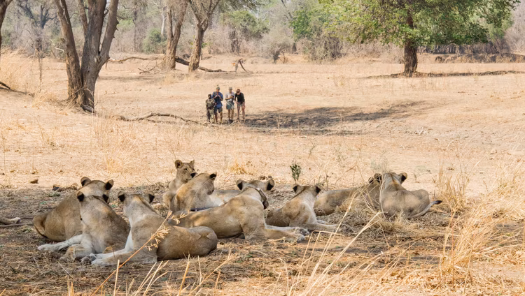 Explore the park on foot with an armed guide and nothing between you and the wildlife but your camera for hidden wildlife encounters.(Image by Shenton Safaris).