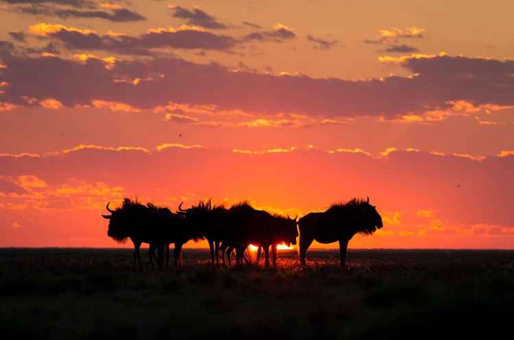 Wildebeest at sunset in Liuwa Plain National Park (Will Burrard-Lucas)