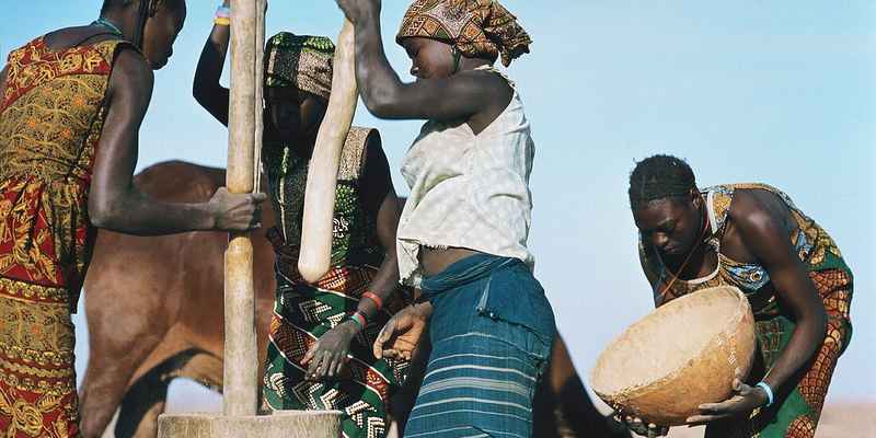 Women pounding maize into mealiemeal for consumption as nshima aflatoxin