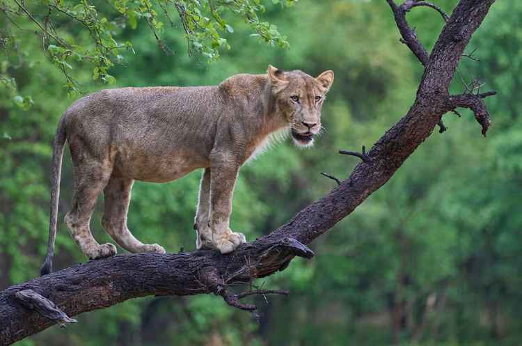 Young male lion in South Luangwa (Image by Jeremy Richards)