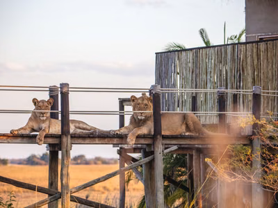 In The Company of Lions: Untamed Busanga