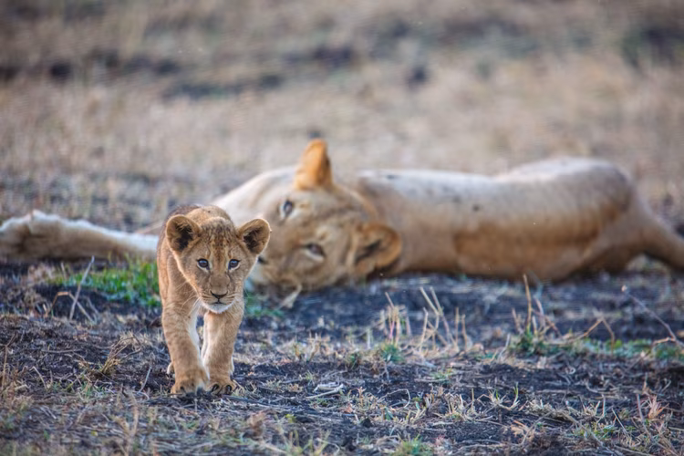 With seasoned guides, you can explore on foot, tracking wildlife. (Image by Kalichi pictures for Nkwazi Magazine).