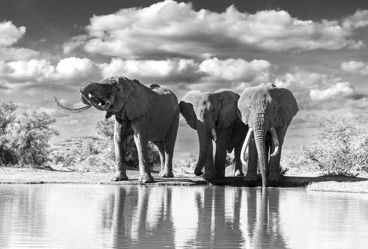 Elephants at the watering hole. (Image by Amish Chhagan).