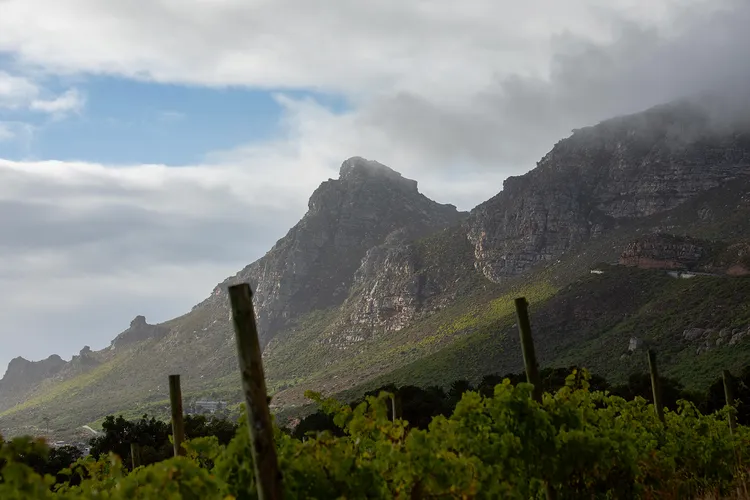 Steenberg Wine Estate. (Image courtesy of Steenberg Wine Estate).