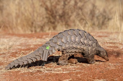 Pangolins in Zambia: Why Possession Can Land You in Prison
