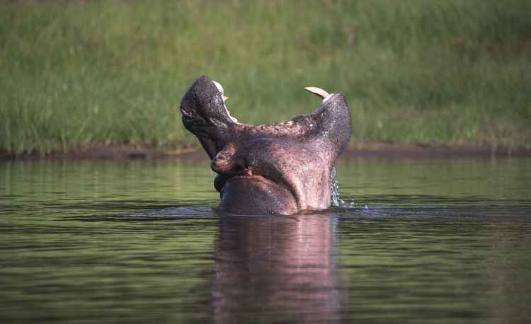 Hippo in Namibia (Image by Amish Chhagan).