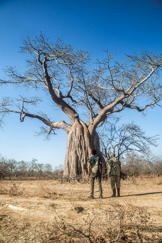 Located there is also a baobab tree over 2,000 years old, where vultures frequently nest. (Image courtesy of Walid Nassar and Kalichi pictures).