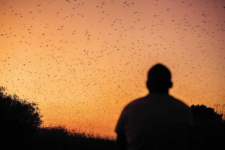 Kasanka Bat Migration. (Image by Kalichi Pictures for Nkwazi Magazine).