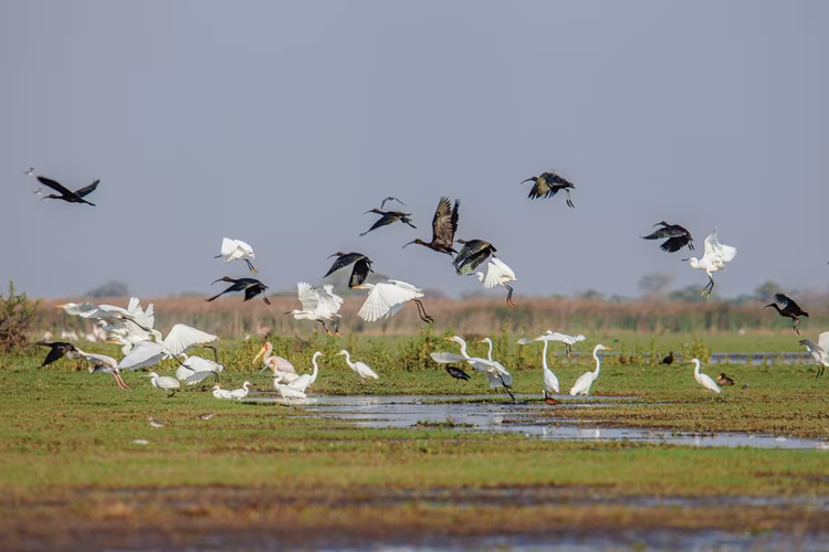 Although lacking in big mammals, Lochinvar more than makes up for it with its mixture of beauty and birdlife.