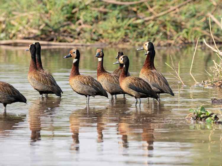 A flock of white-faced whistling ducks in Mosi-oa-Tunya National Park (Image by Michael S Nolan)