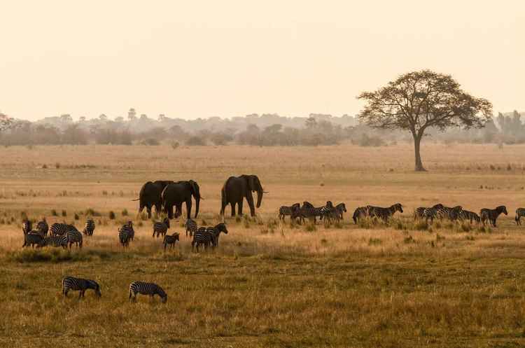 Chobe National Park (Image courtesy of Alamy)