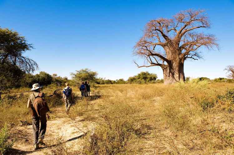 A walking safari can be an exhilarating (Image courtesy of Alamy)