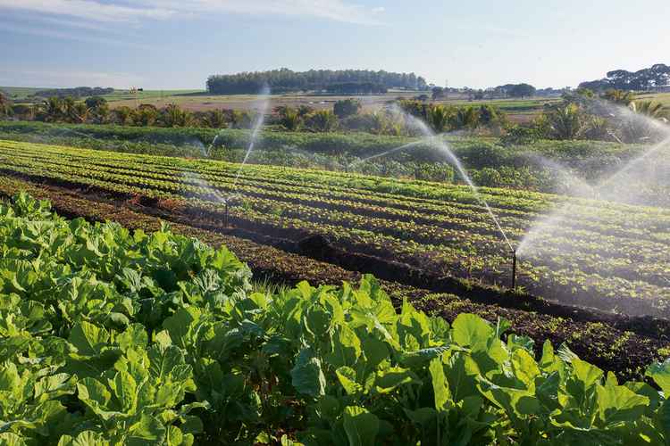 Agriculture forms one of Zambia's biggest economic sectors