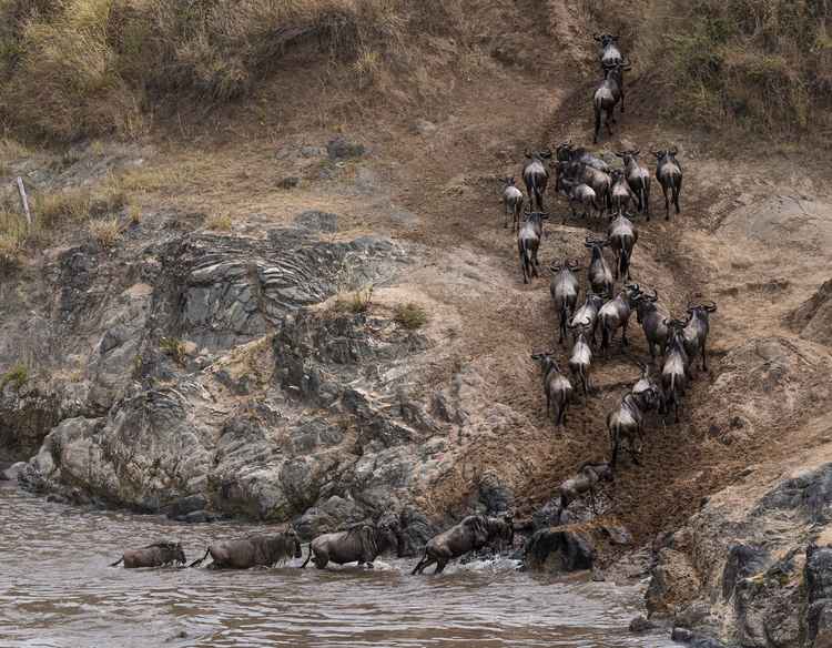 Wildebeest Migration. (Image by Amish Chhagan).