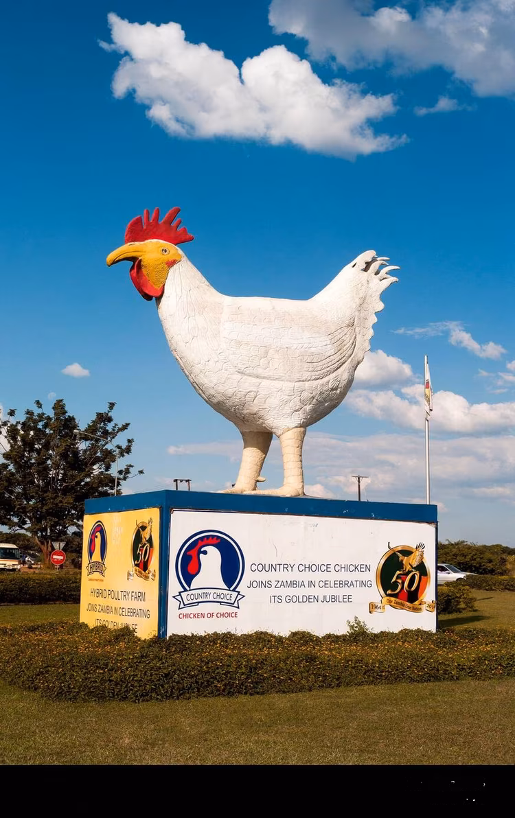 Holding down the fort at home while his avian cousin is out jetsetting is our humble Hybrid Chicken, Mukolwe.