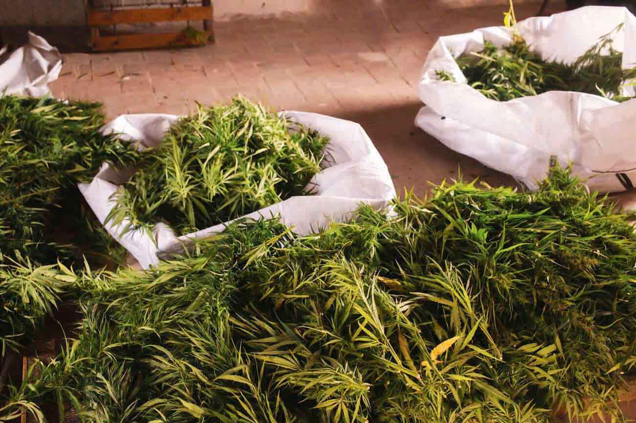 <p data-block-key="krnuk">Is Zambia's Hemp Act Up in Smoke or Just High Hopes?</p>