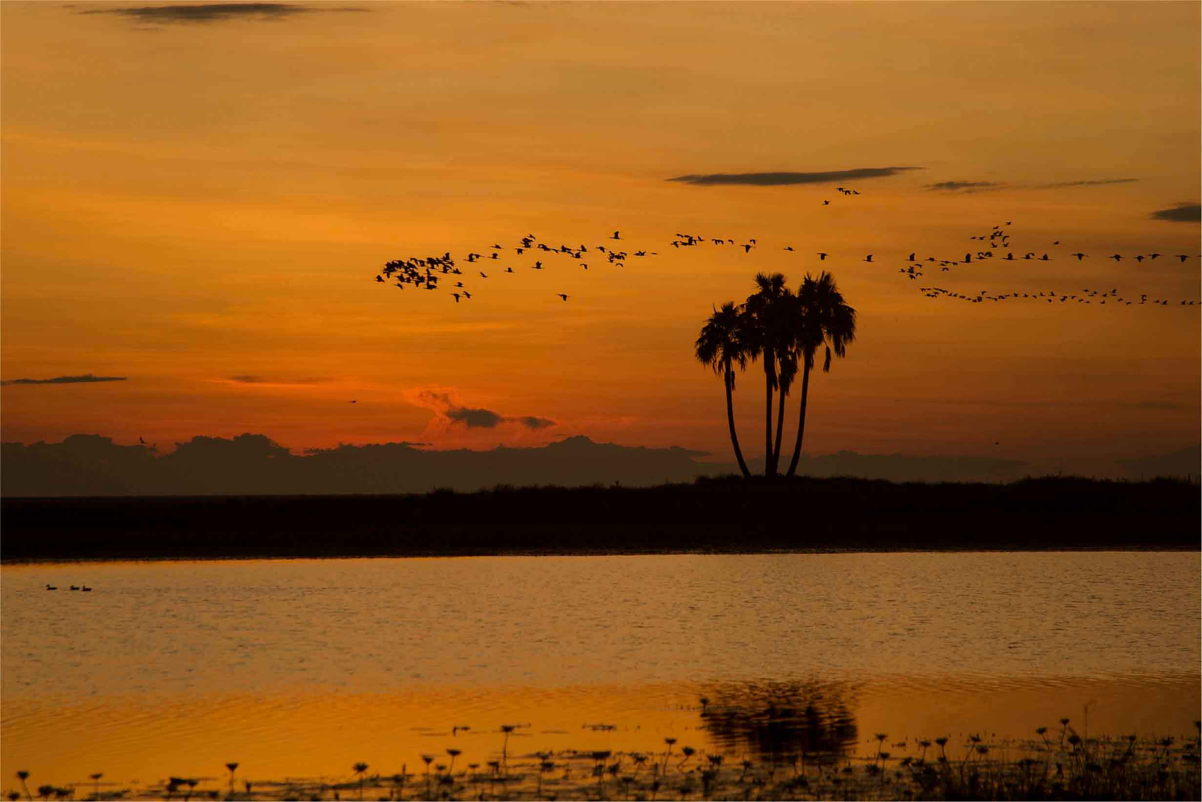 <p data-block-key="7no63">Liuwa Plain: Where Kings Hunt</p>