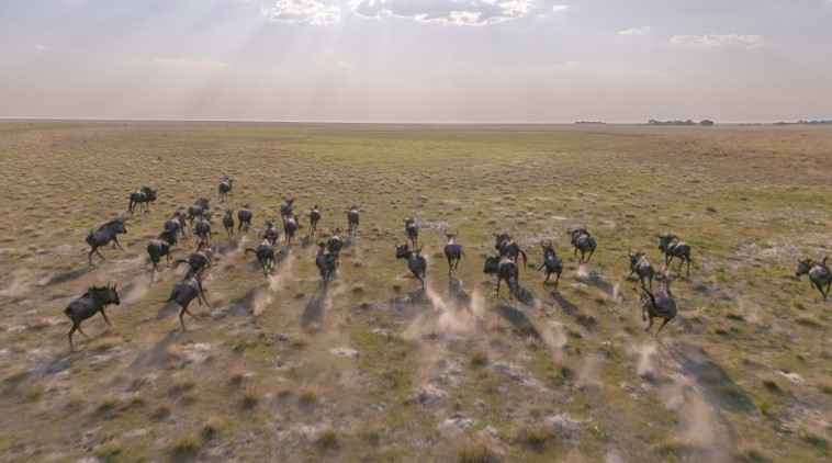 Liuwa’s Epic Wildebeest Migration