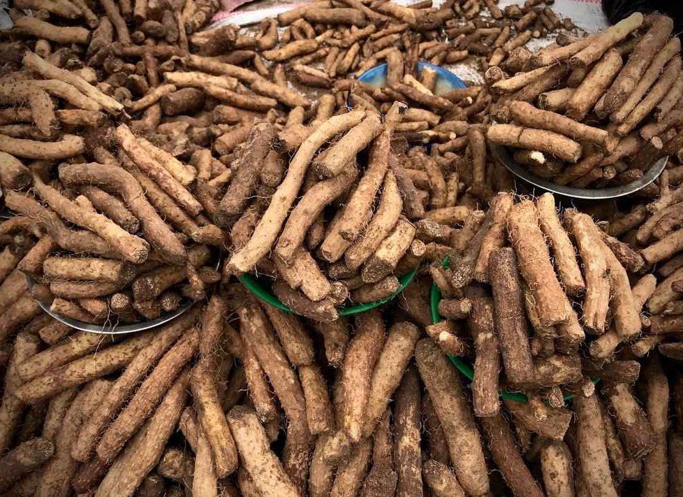 Root Origins: Indigenous Drought-Resistant Crops