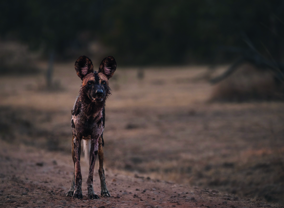 <p data-block-key="vi8nw">The Zambian Way<br><span class='subtitle-style'>The Success Story of Wild Dogs in the Luangwa Valley</span></p> thumbnail