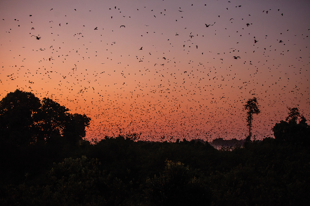 Flight of the Foxes<br><span class='subtitle-style'>Kasanka National Park</span>