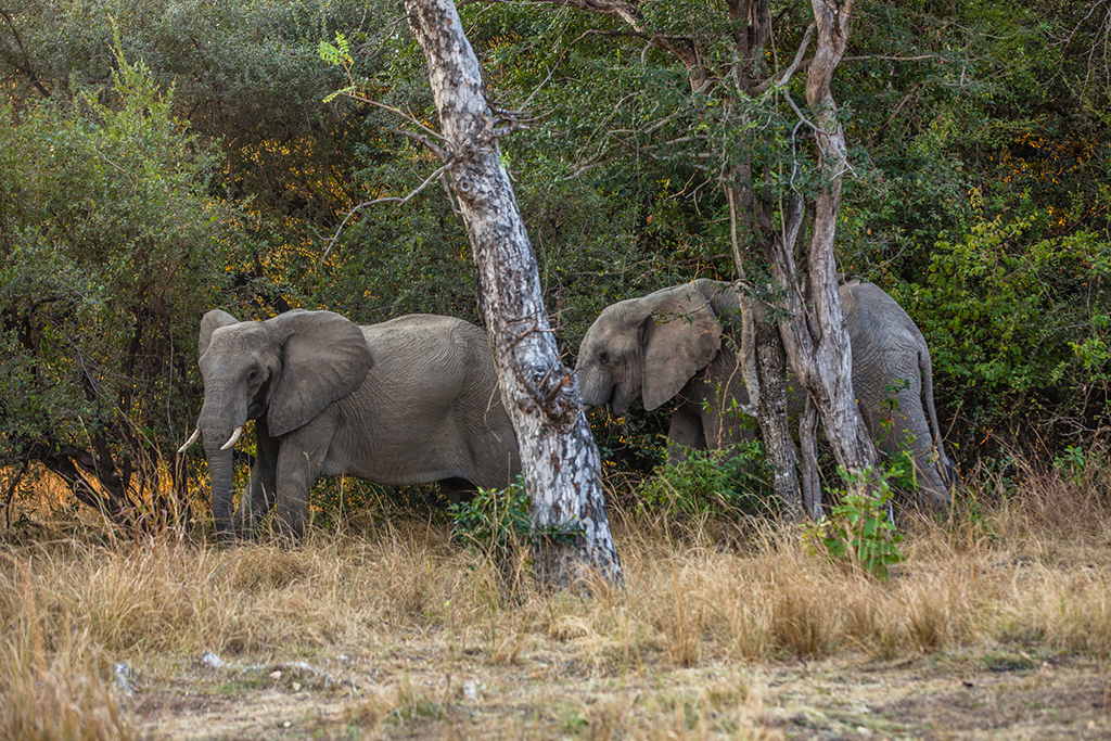 Only in Zambia<br><span class='subtitle-style'> Discover the country’s unique wildlife species</span> thumbnail