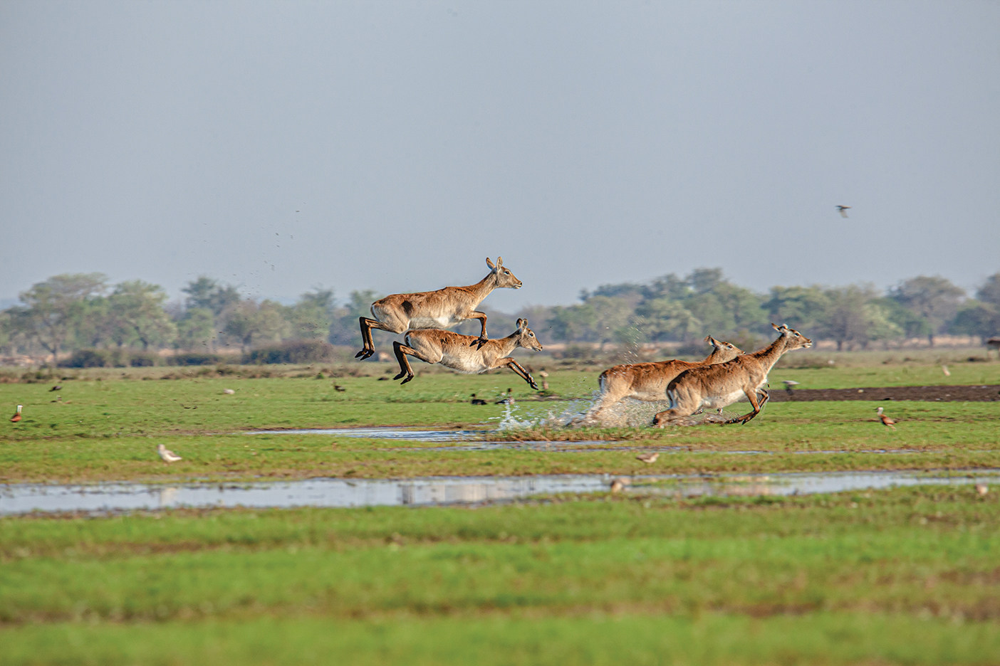 Lost in Lochinvar:<br><span class='subtitle-style'>Where Lechwe Leap</span> thumbnail