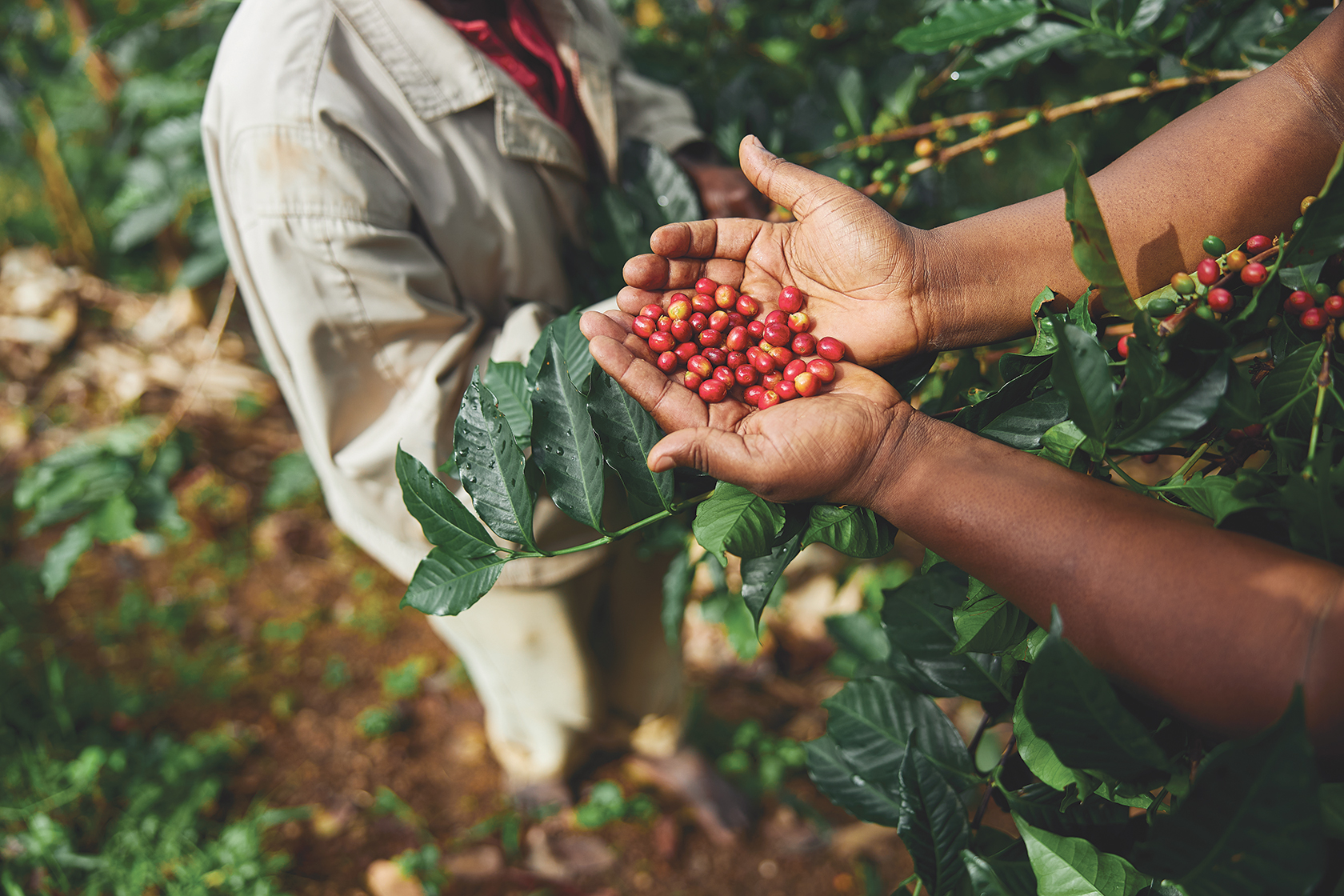Zambia’s Coffee Renaissance thumbnail